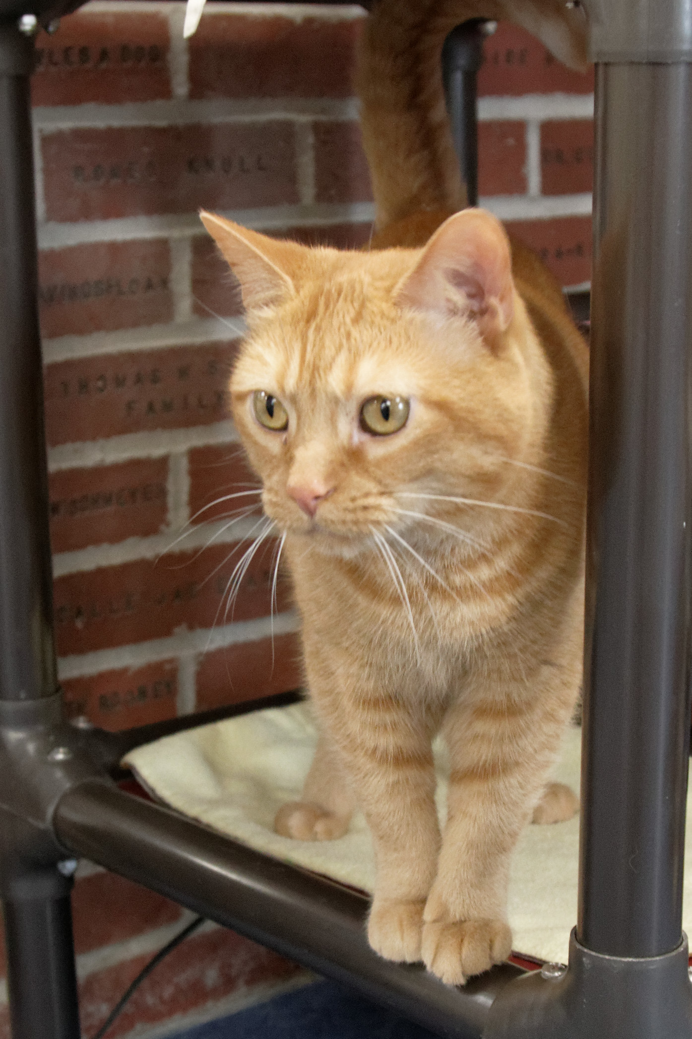 Peaches, an adoptable Domestic Short Hair in Urbana, OH, 43078 | Photo Image 5