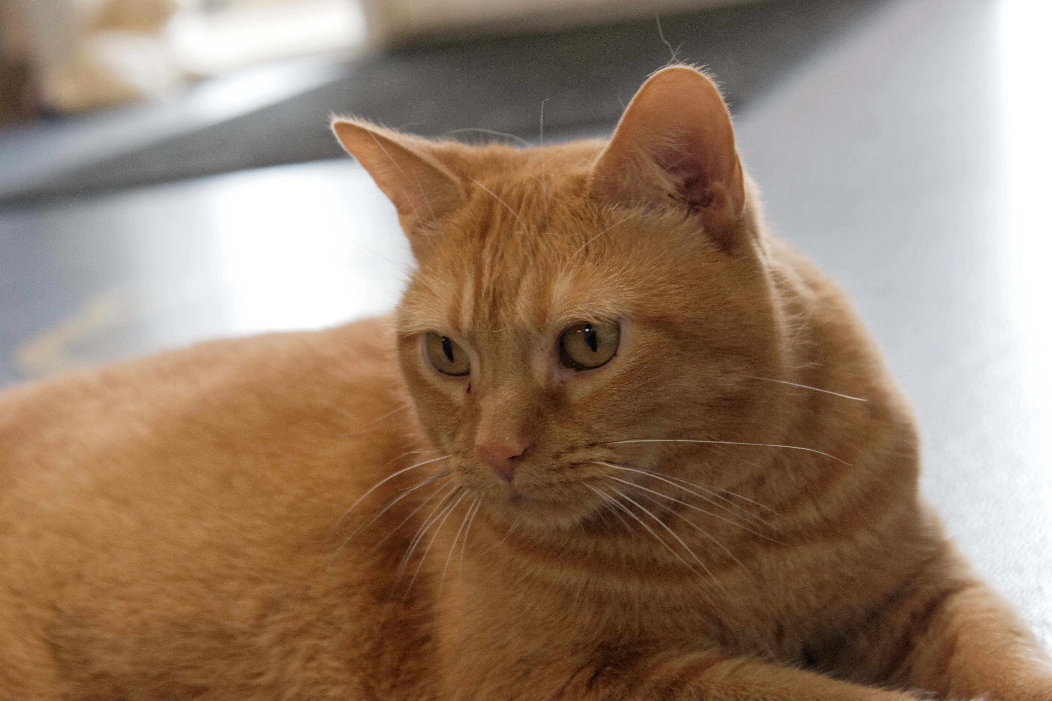 Peaches, an adoptable Domestic Short Hair in Urbana, OH, 43078 | Photo Image 6