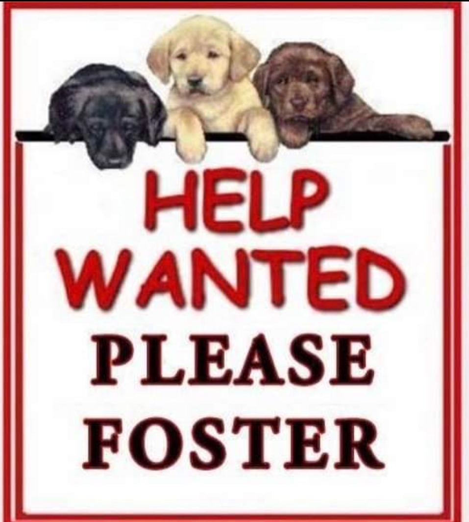 Become a Woof Love Temporary Foster Home!