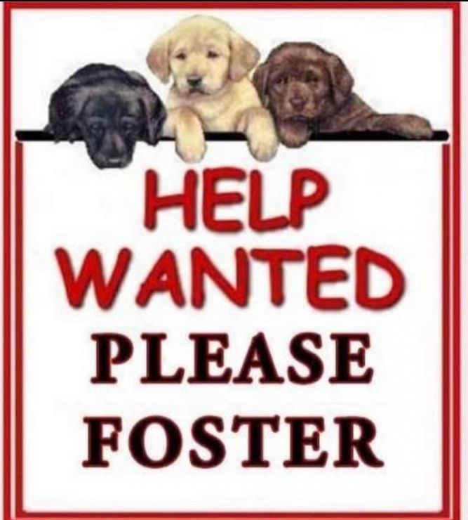 what is needed to foster a dog