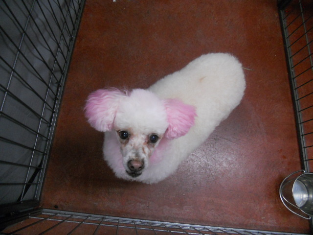 LuLu the Pink poodle