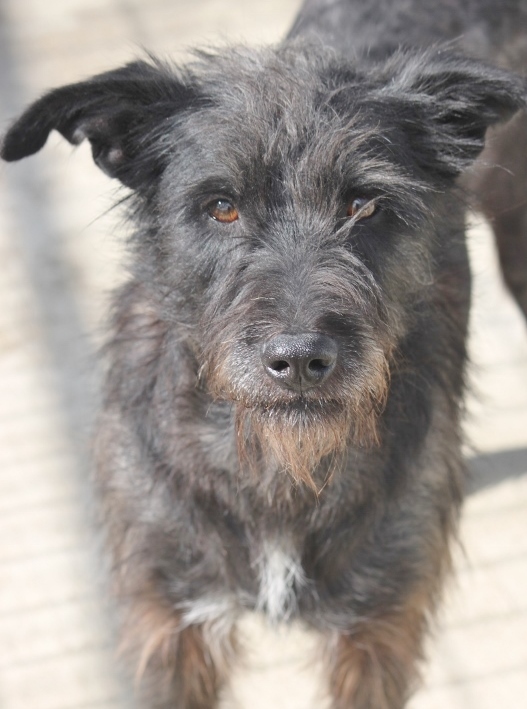 Dog For Adoption Empress A Wirehaired Terrier Wirehaired