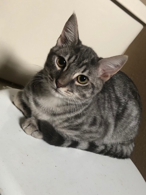 Cat For Adoption Tigger A Tabby American Shorthair Mix In