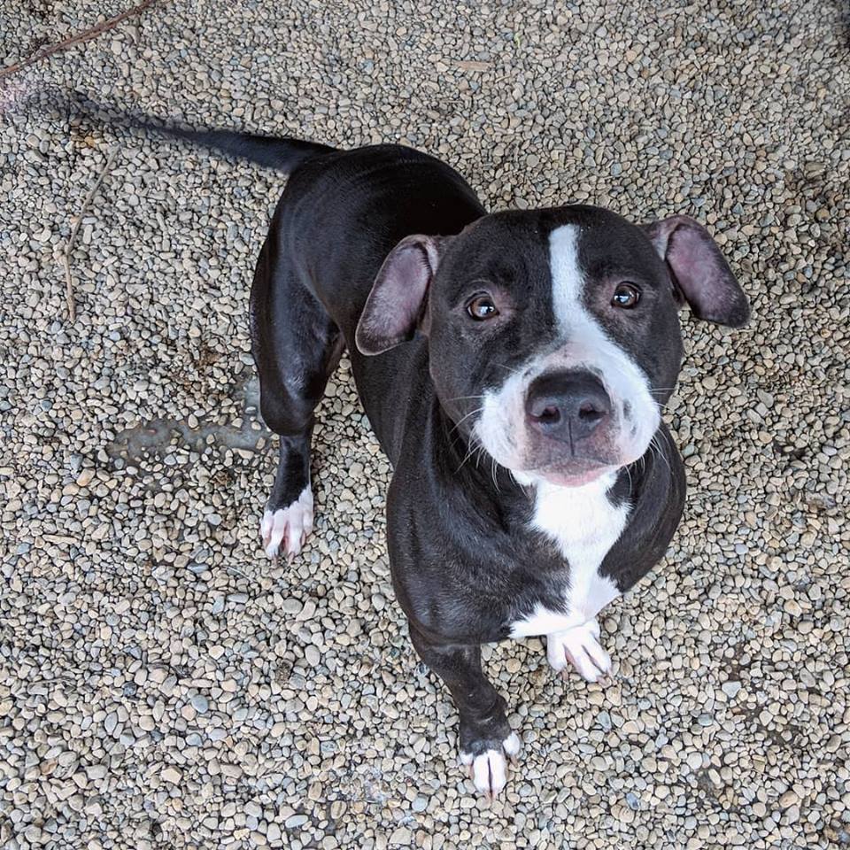 Paloma, an adoptable Pit Bull Terrier in Indianapolis, IN, 46214 | Photo Image 2