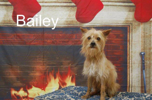 Bailey detail page