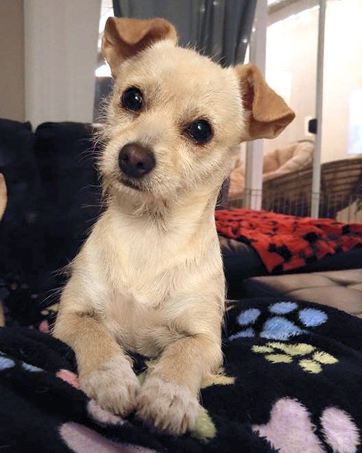 Parisa, an adoptable Terrier in Corona, CA, 92883 | Photo Image 1