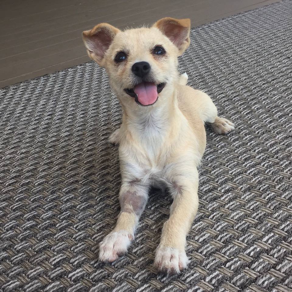 Parisa, an adoptable Terrier in Corona, CA, 92883 | Photo Image 2