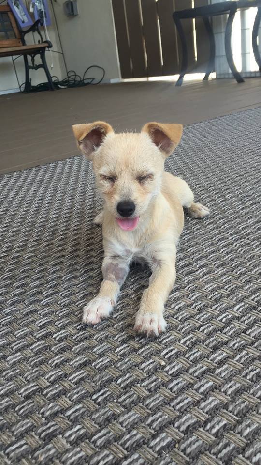 Parisa, an adoptable Terrier in Corona, CA, 92883 | Photo Image 3