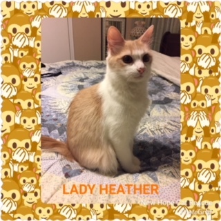 Lady Heather 2