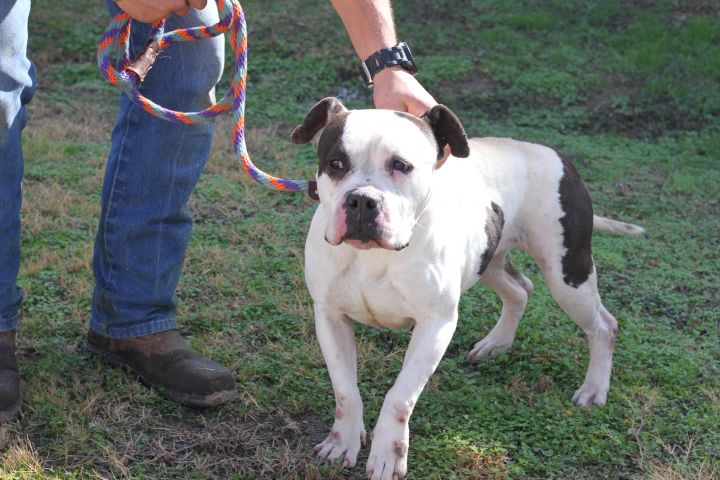 63+ English Bulldog Mix Bull Terrier - l2sanpiero