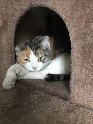 Cali