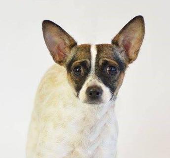 Mitzi, an adoptable Chihuahua in New River, AZ, 85087 | Photo Image 1