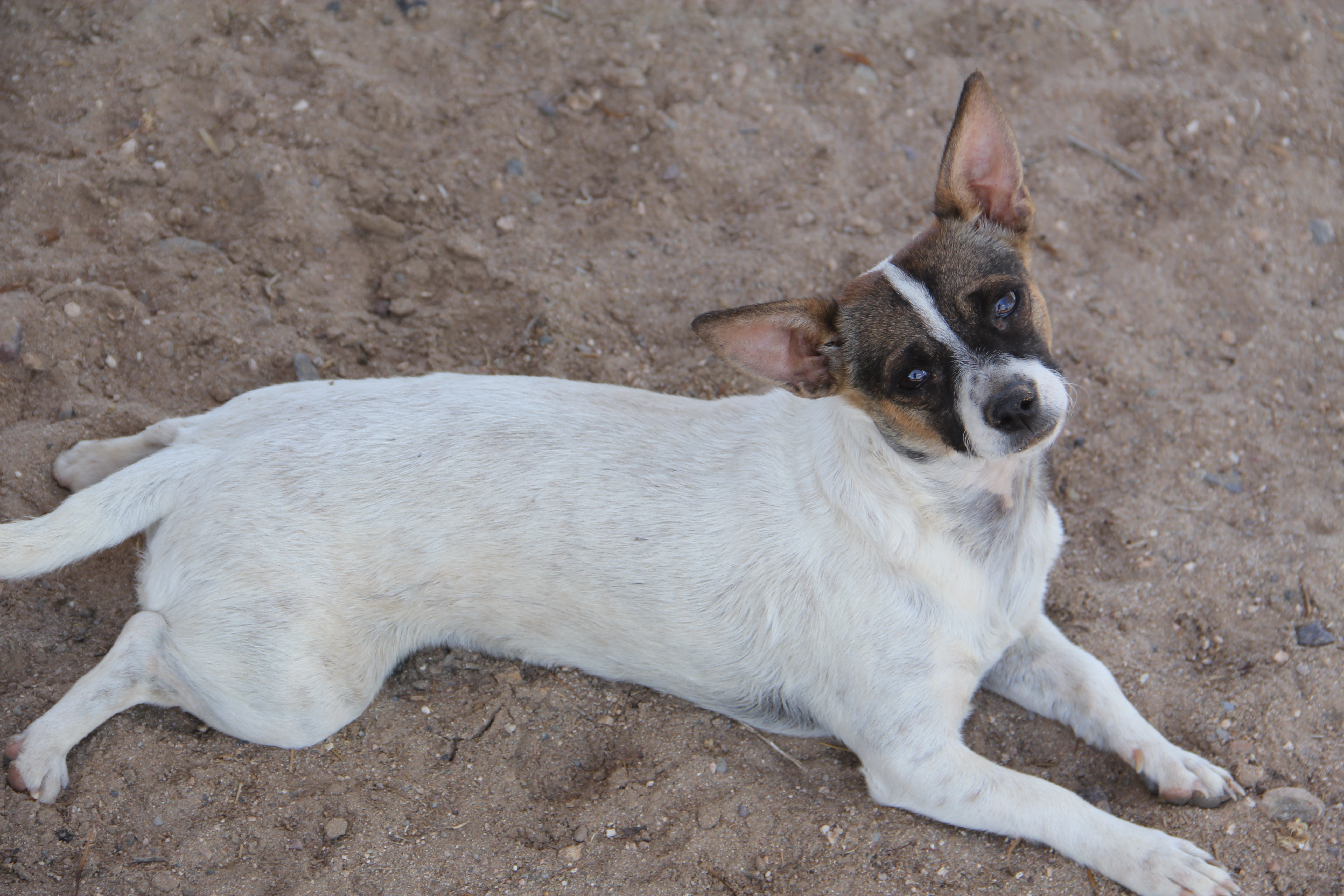 Mitzi, an adoptable Chihuahua in New River, AZ, 85087 | Photo Image 2