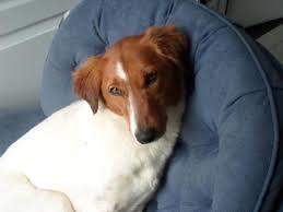 Bashie, an adoptable Mixed Breed, Hound in Hamilton, ON, L8L 5G4 | Photo Image 1