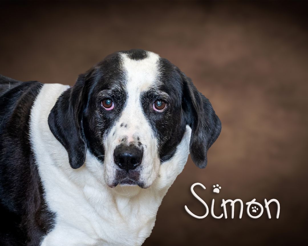 Simon, an adoptable Basset Hound, Beagle in Somerset, PA, 15501 | Photo Image 1
