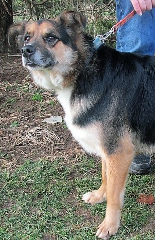 Tyson, an adoptable Collie, Shepherd in Paris, KY, 40361 | Photo Image 3