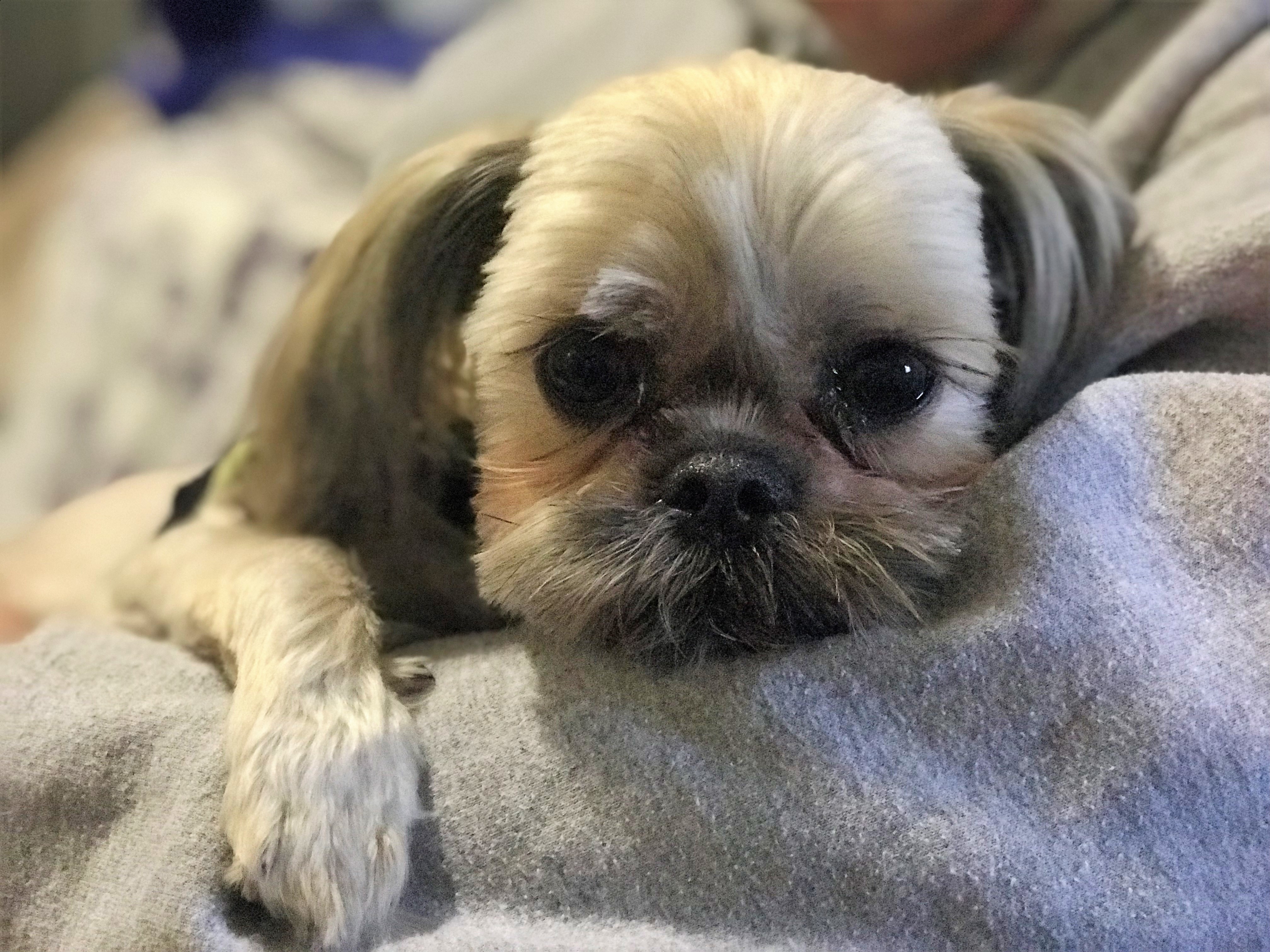 Bodhi, an adoptable Shih Tzu, Brussels Griffon in Springfield, VA, 22153 | Photo Image 1