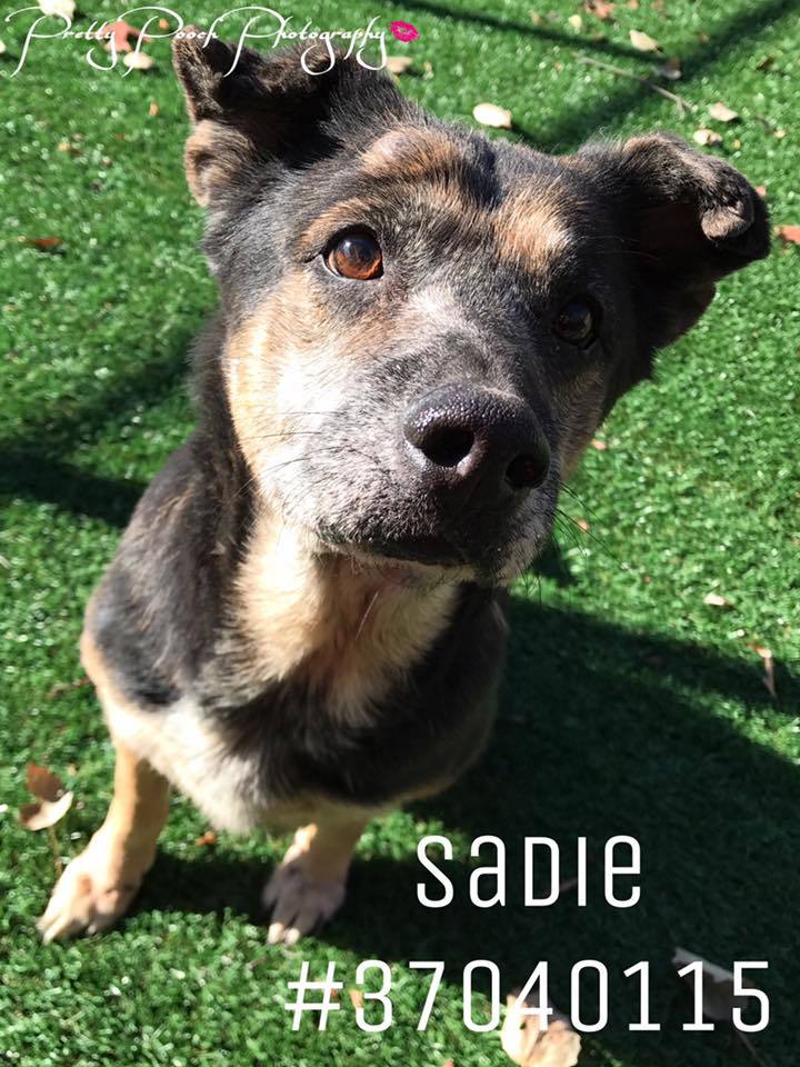 Sadie - ID37040115 1