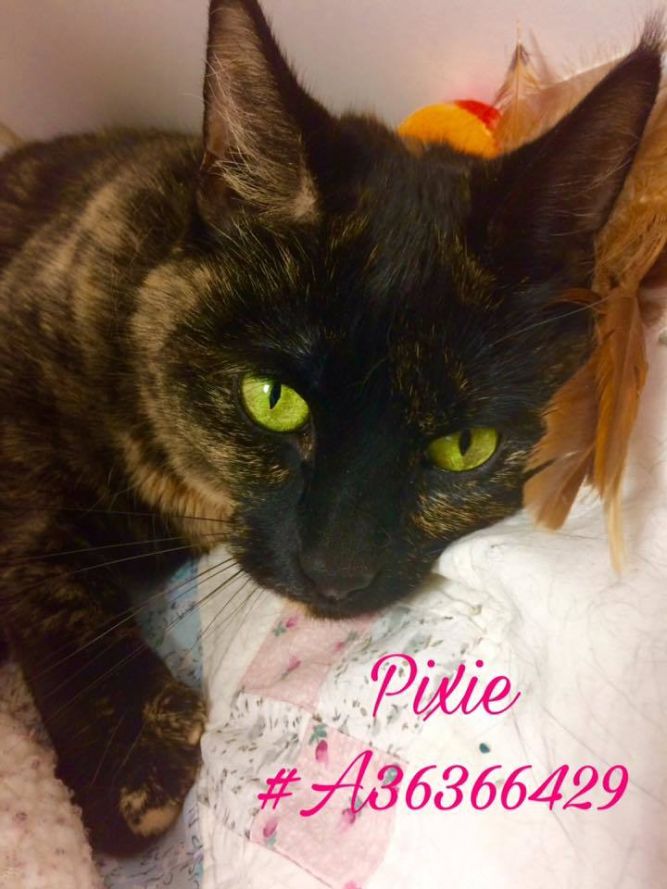 Pixie - ID3636429