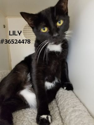 Lily - ID36524478