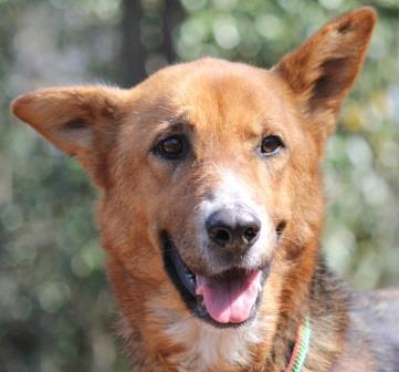 Windy, an adoptable German Shepherd Dog in Marietta, GA, 30062 | Photo Image 1