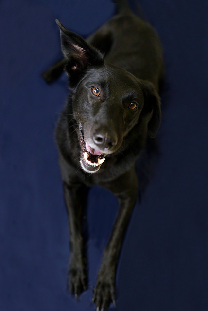 Max B., an adoptable Black Labrador Retriever, Golden Retriever in Cincinnati, OH, 45227 | Photo Image 2