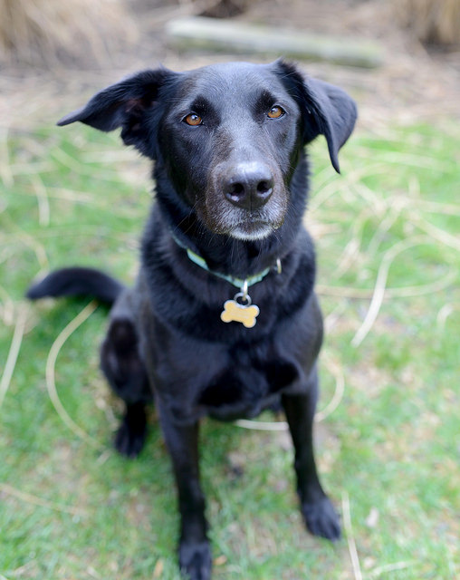 Max B., an adoptable Black Labrador Retriever, Golden Retriever in Cincinnati, OH, 45227 | Photo Image 3