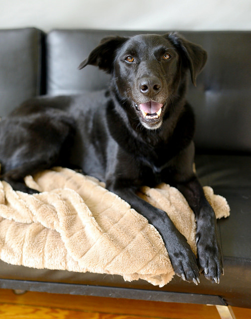 Max B., an adoptable Black Labrador Retriever, Golden Retriever in Cincinnati, OH, 45227 | Photo Image 4