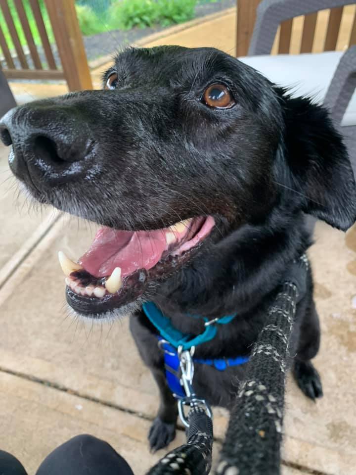 Max B., an adoptable Black Labrador Retriever, Golden Retriever in Cincinnati, OH, 45227 | Photo Image 1