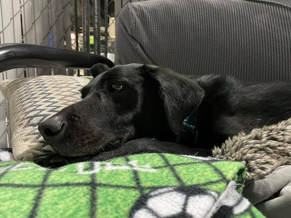 Max B., an adoptable Black Labrador Retriever, Golden Retriever in Cincinnati, OH, 45227 | Photo Image 5