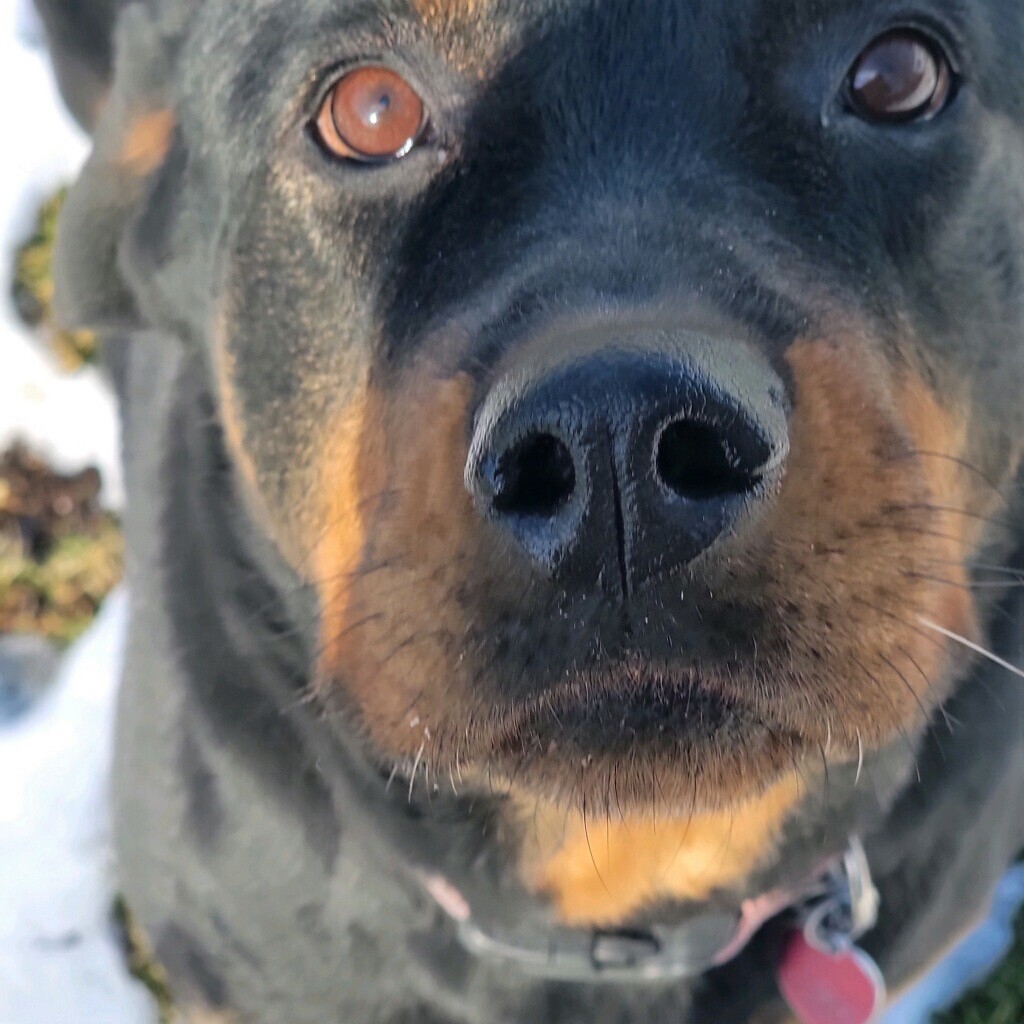 Stella, an adoptable Rottweiler in Norristown, PA, 19401 | Photo Image 1