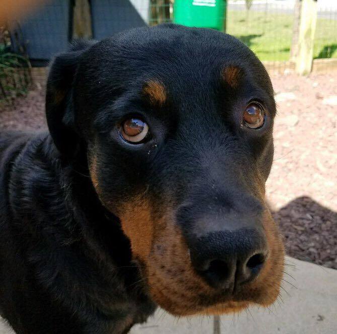 Stella, an adoptable Rottweiler in Norristown, PA, 19401 | Photo Image 3