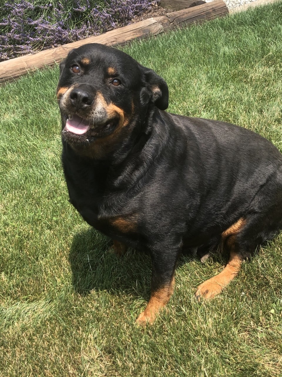 Stella, an adoptable Rottweiler in Norristown, PA, 19401 | Photo Image 5