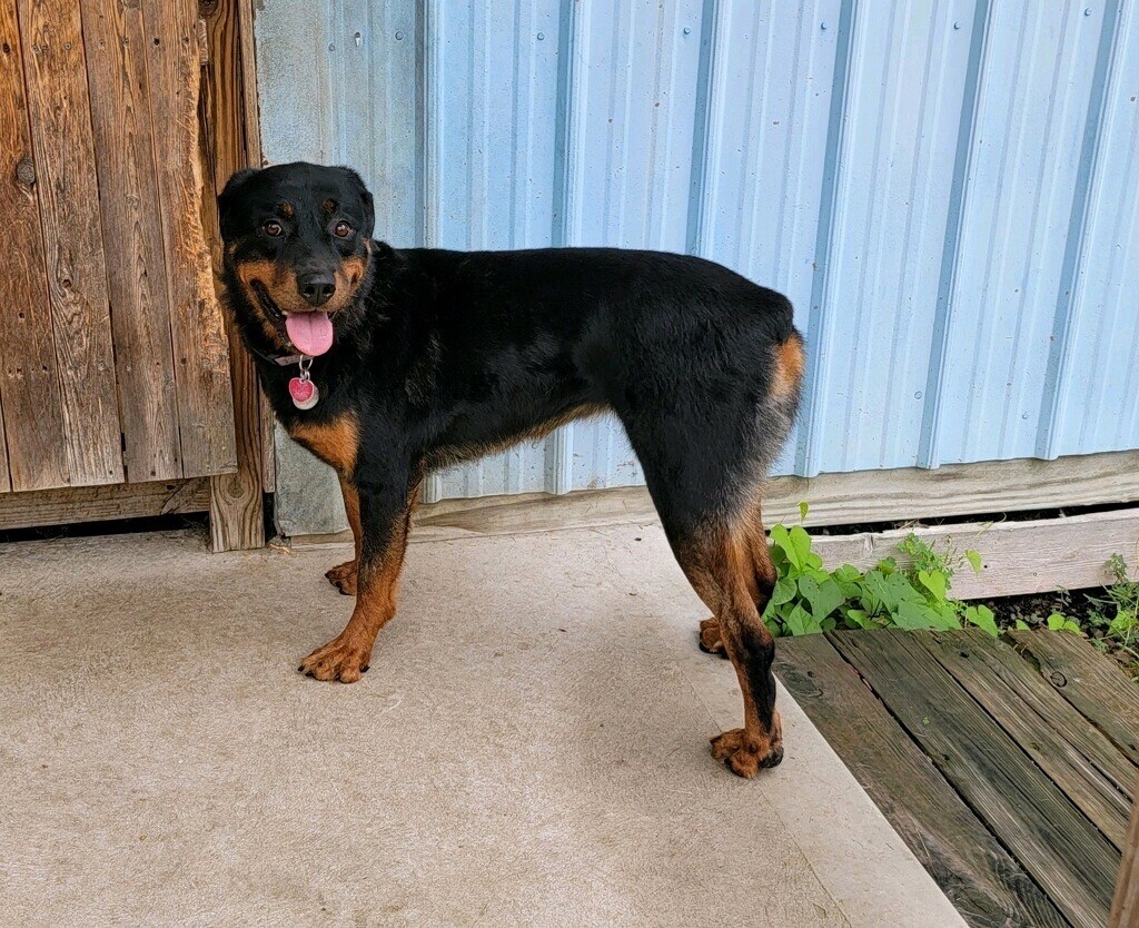 Stella, an adoptable Rottweiler in Norristown, PA, 19401 | Photo Image 6