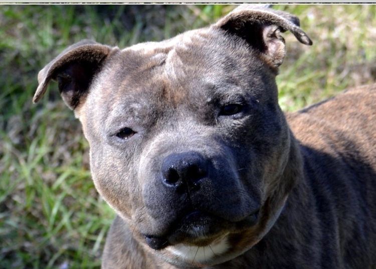 Phoenix, an adoptable American Staffordshire Terrier in Palm City, FL, 34990 | Photo Image 1