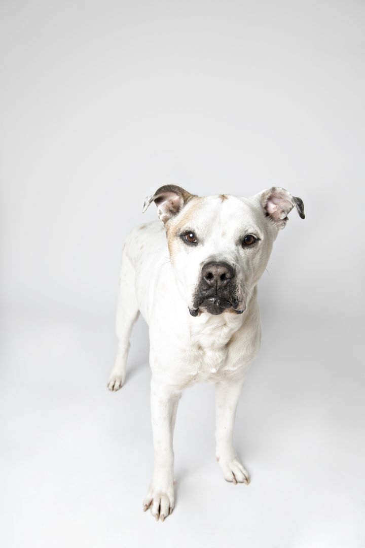 Byron - No Longer Accepting Applications, an adopted American Bulldog & Pit Bull Terrier Mix in Minneapolis, MN_image-6