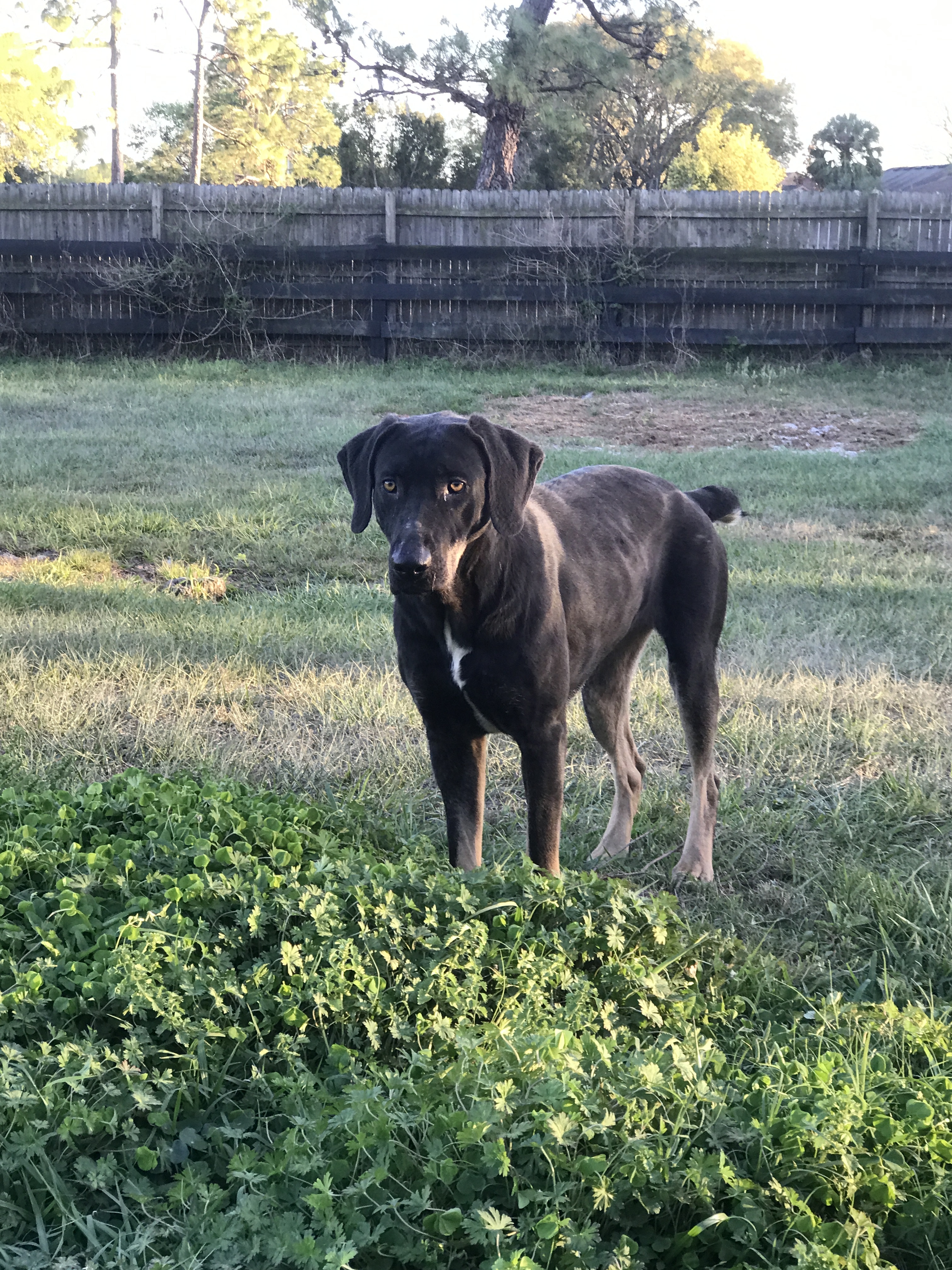 Jasmine, an adoptable Black and Tan Coonhound, Labrador Retriever in Oviedo, FL, 32765 | Photo Image 2