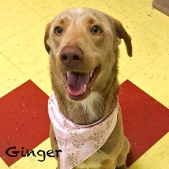Ginger 1