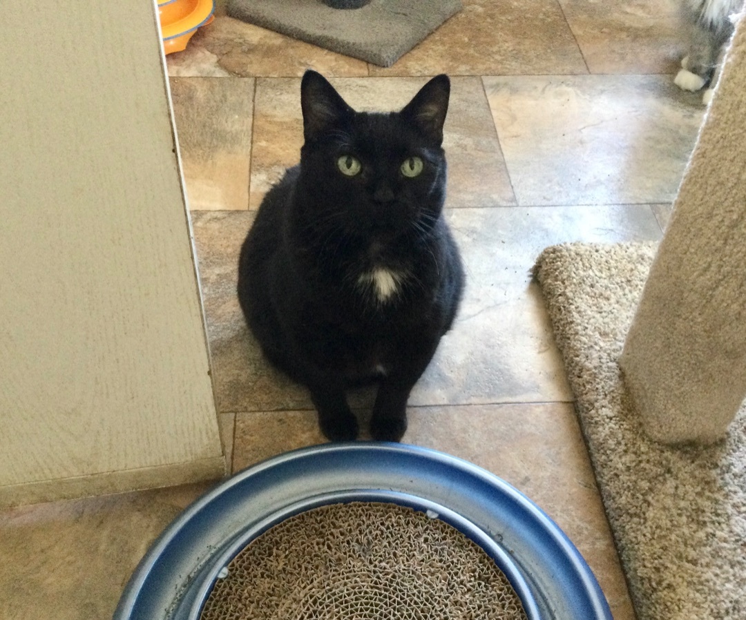 Chicory, an adoptable Domestic Short Hair in La Salle, IL, 61301 | Photo Image 1