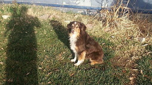 Ryder, an adoptable Australian Shepherd in Sun Valley, CA, 91352 | Photo Image 2