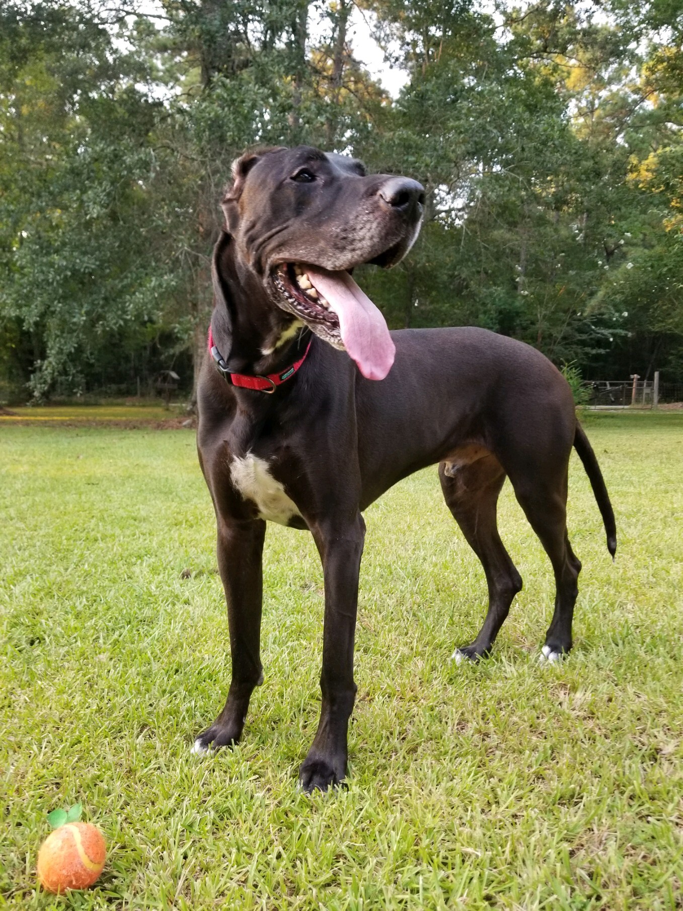 Kono, an adoptable Great Dane in Houston, TX, 77062 | Photo Image 1