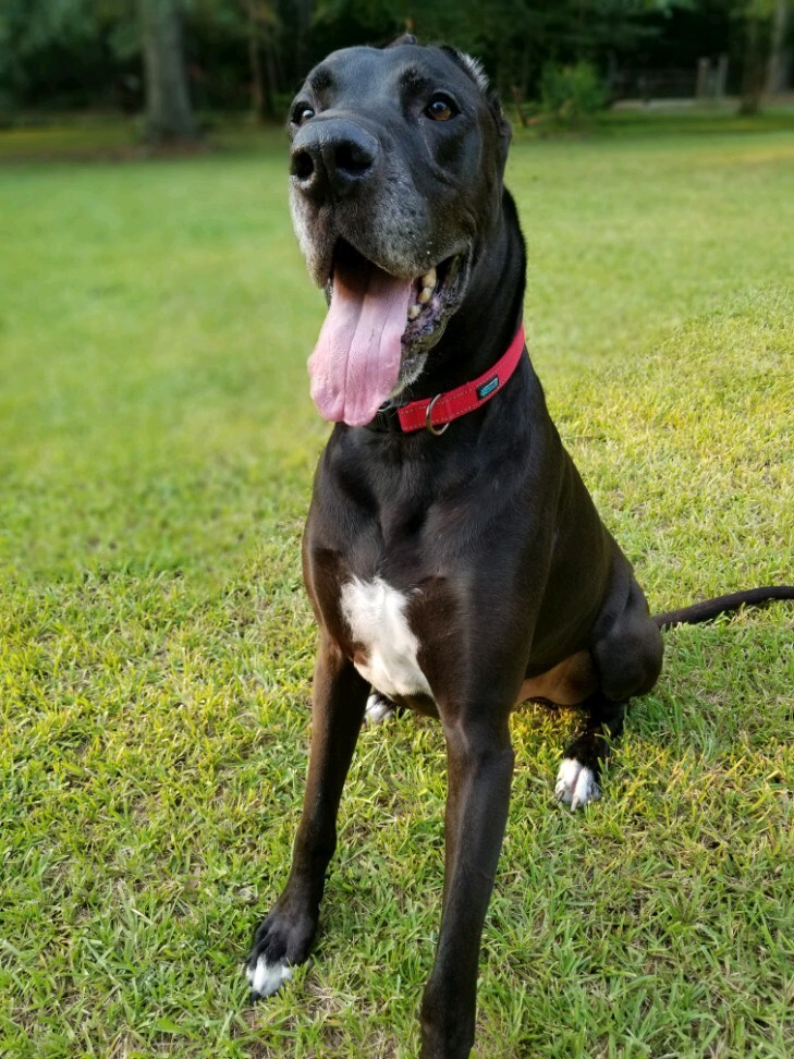 Kono, an adoptable Great Dane in Houston, TX, 77062 | Photo Image 2