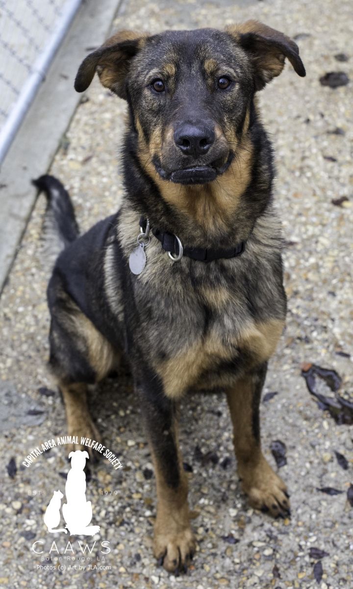 Dog For Adoption King A Shepherd Mix In Baton Rouge La Petfinder