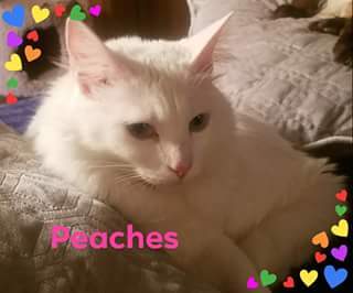 Peach Schnapps 4