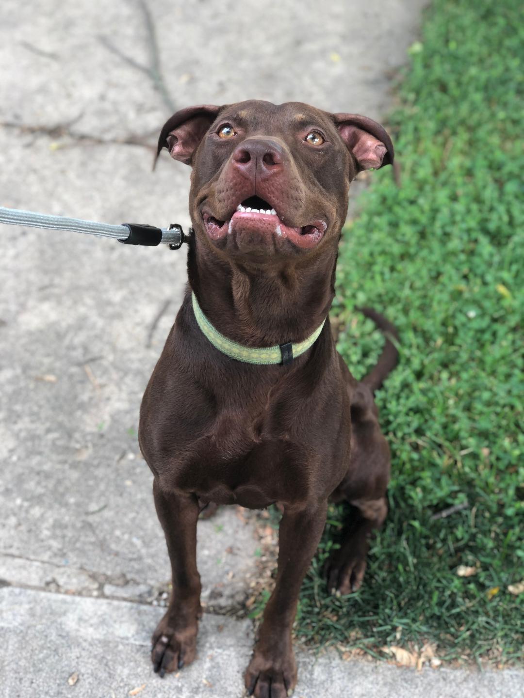 Bucky, an adoptable Labrador Retriever, Pit Bull Terrier in Anderson, IN, 46015 | Photo Image 4