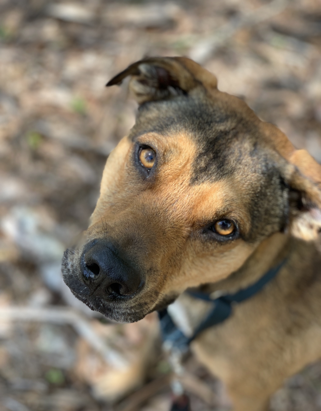 Tank, an adoptable Greyhound, German Shepherd Dog in Palm City, FL, 34990 | Photo Image 1