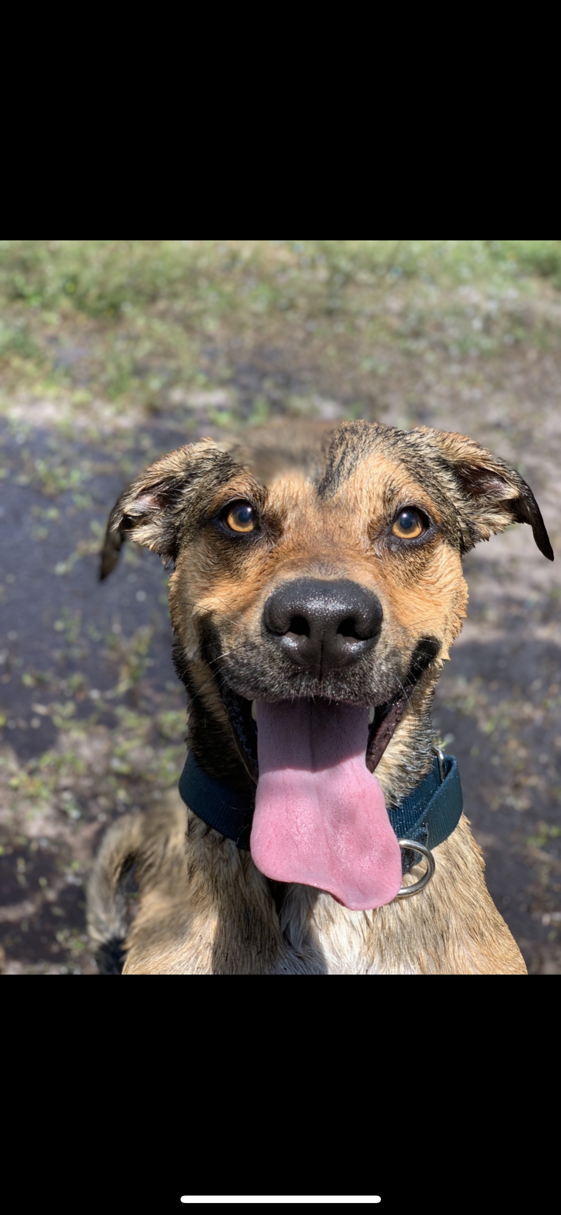 Tank, an adoptable Greyhound, German Shepherd Dog in Palm City, FL, 34990 | Photo Image 4