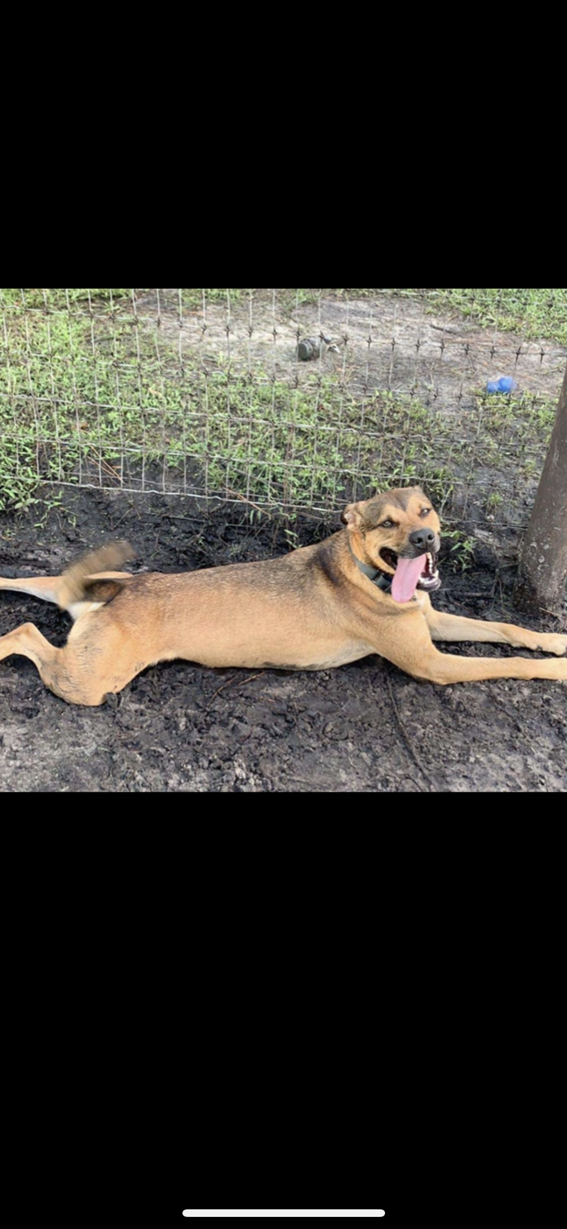 Tank, an adoptable Greyhound, German Shepherd Dog in Palm City, FL, 34990 | Photo Image 5