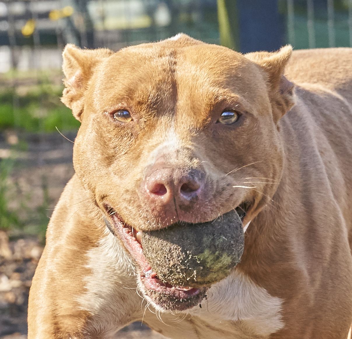 Chai, an adoptable American Staffordshire Terrier in Hollywood, SC, 29449 | Photo Image 2