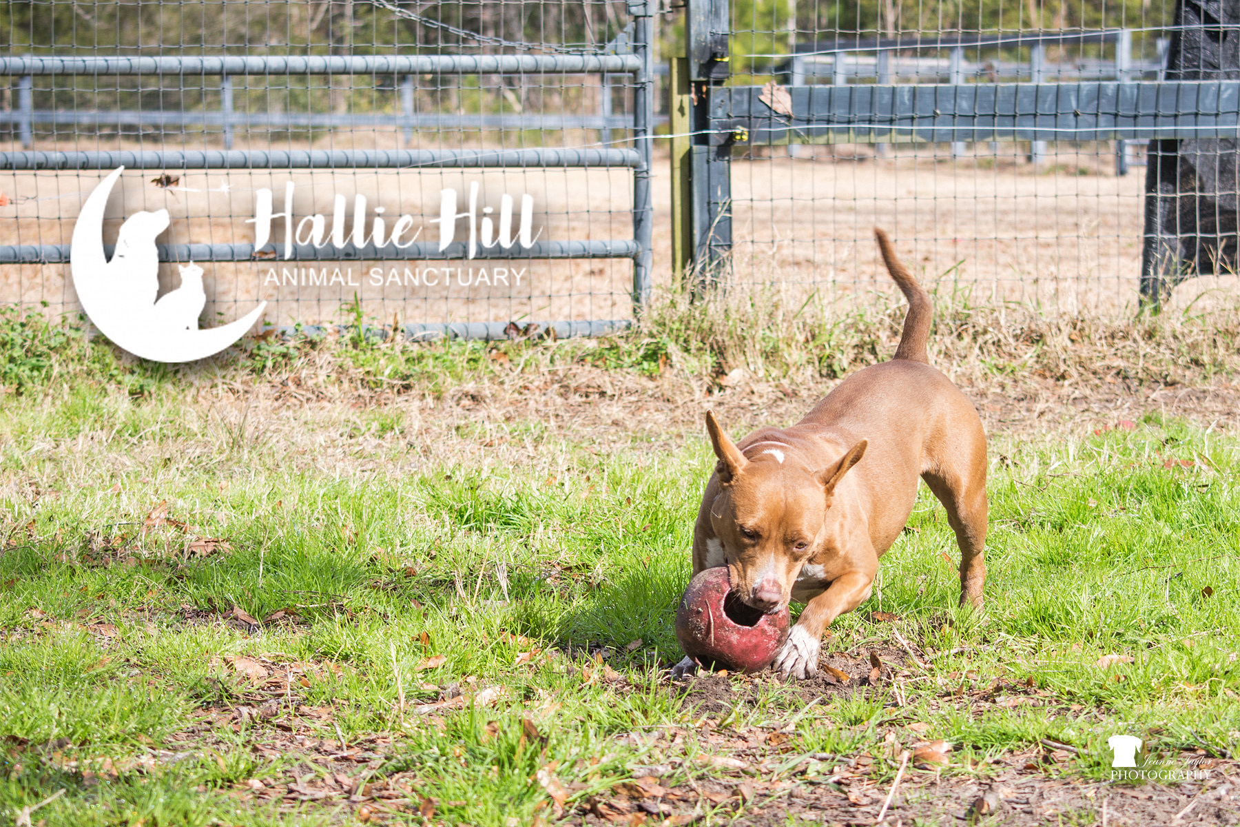 Chai, an adoptable American Staffordshire Terrier in Hollywood, SC, 29449 | Photo Image 3
